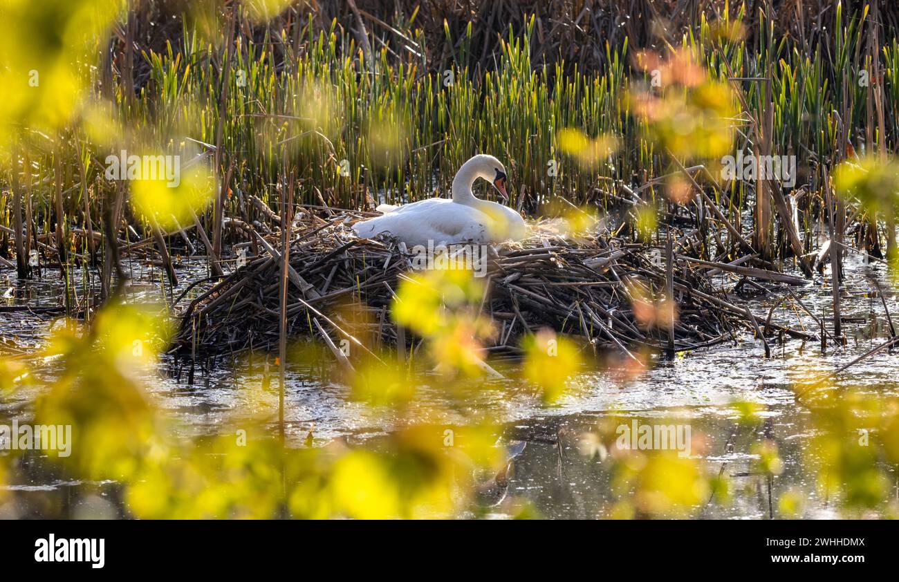 Einheimische Tiervögel in Deutschland Schwan Stockfoto