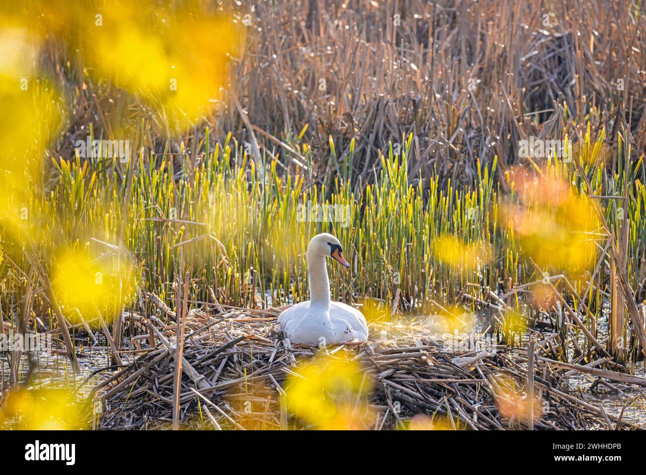 Einheimische Tiervögel in Deutschland Schwan Stockfoto
