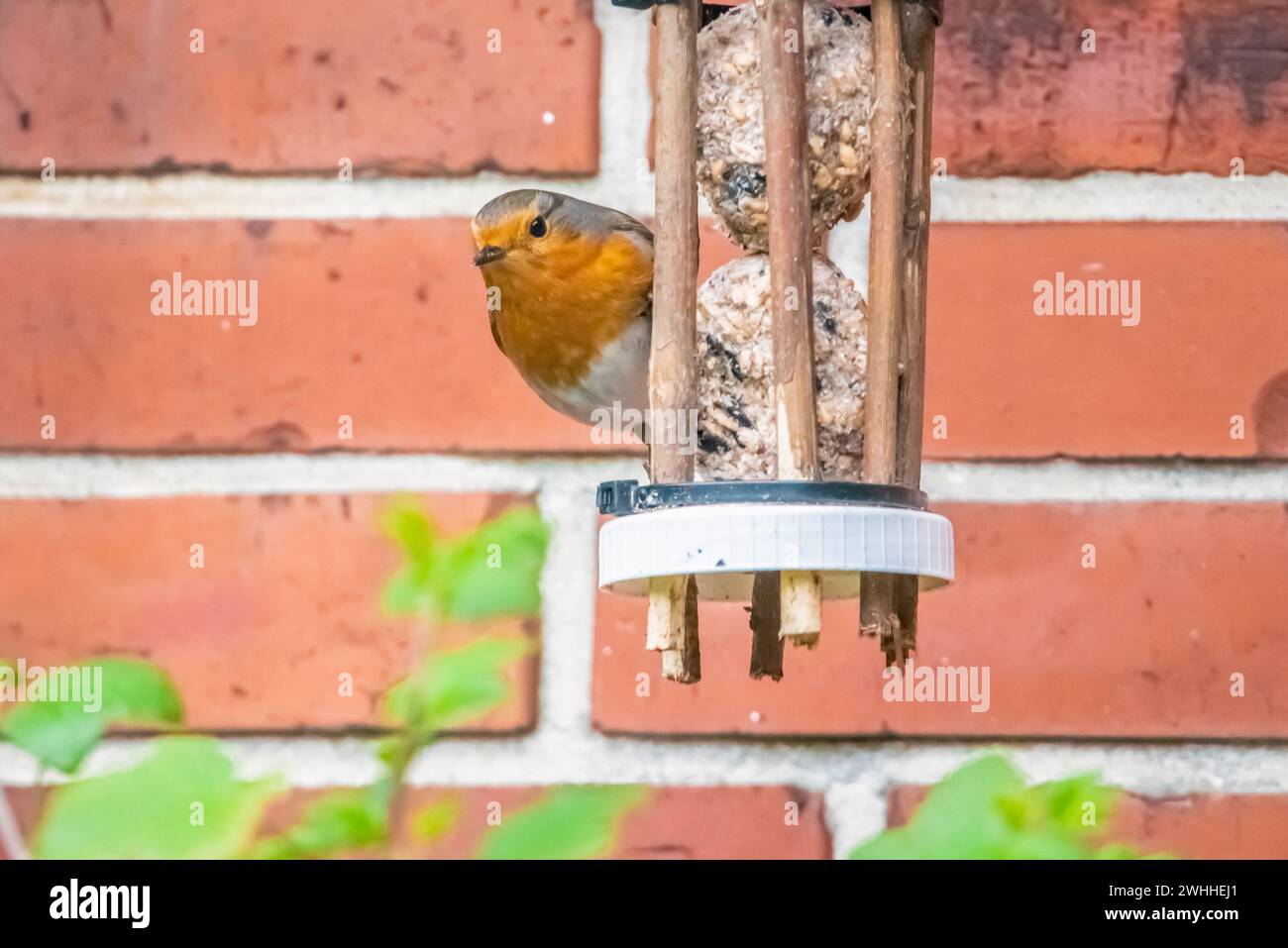 Robin Stockfoto