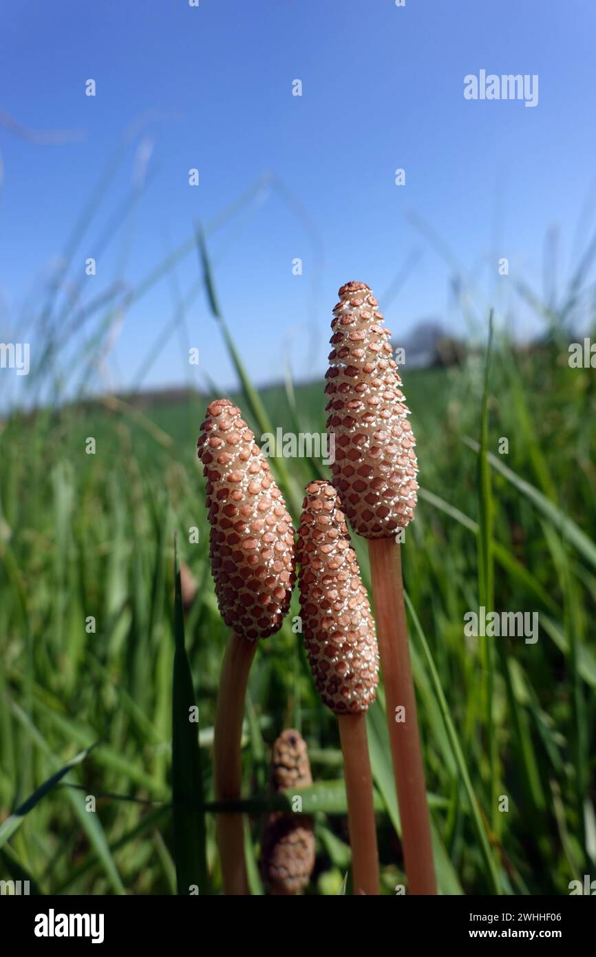 Fruchtbare Triebe des Ackerschachtelhalms (Equisetum arvense) im Frühjahr Stockfoto