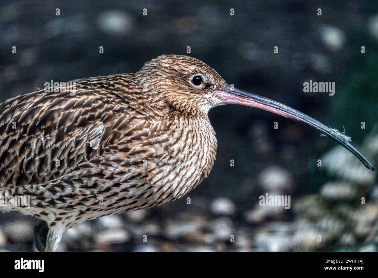 Ein grosser Brach (lat. Numenius arquata) mit langem Schnabel. Vogelornithologie Tierwelt. Stockfoto
