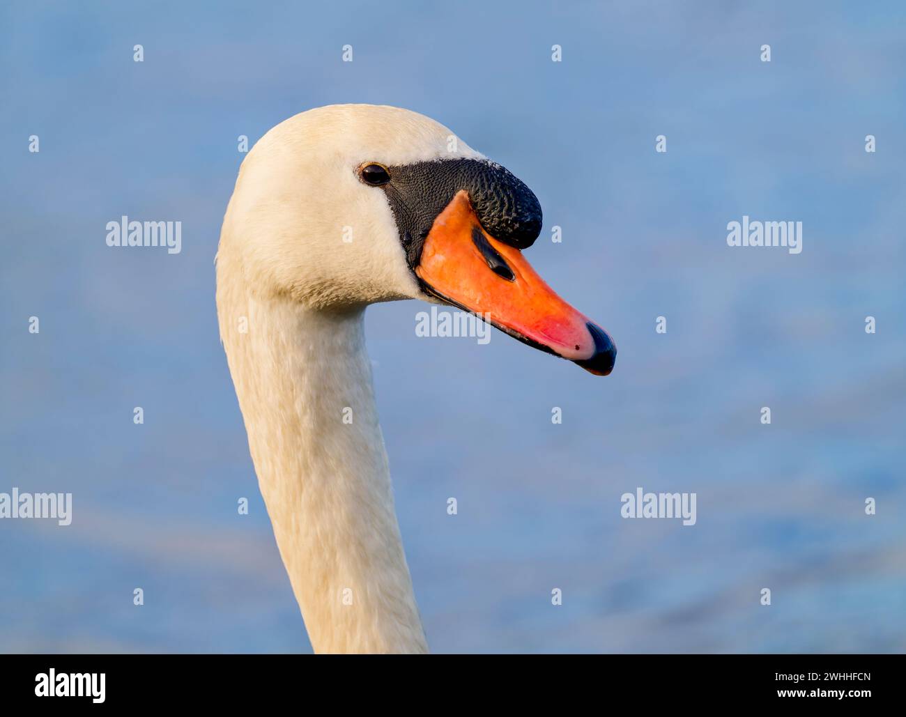 Porträt eines anmutigen erwachsenen Mute Swan (Cygnus olor), schwimmt auf einem See in Fleetwood, Lancashire, Großbritannien Stockfoto