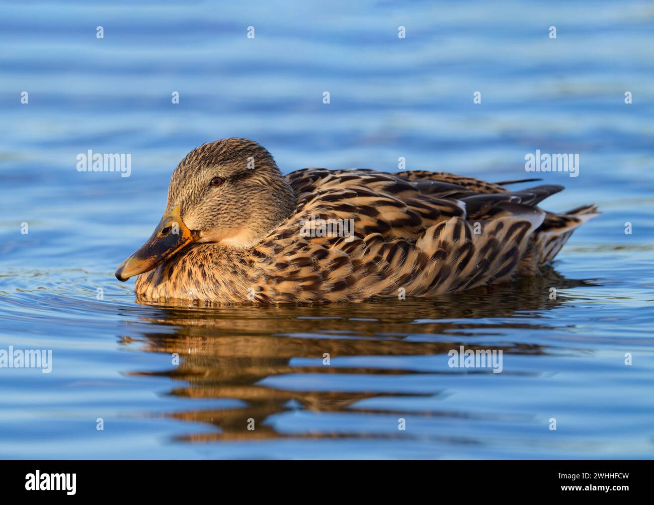 Eine einsame weibliche Mallard-Ente (Anas platyrhynchos) auf einem See in Fleetwood, Lancashire, Großbritannien Stockfoto