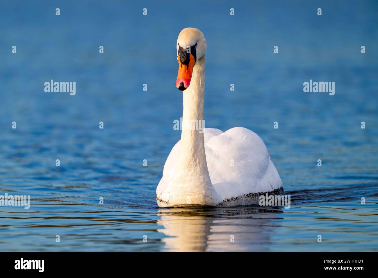 Ein anmutiger erwachsener Mute Swan (Cygnus olor), schwimmt auf einem See in Fleetwood, Lancashire, Großbritannien Stockfoto