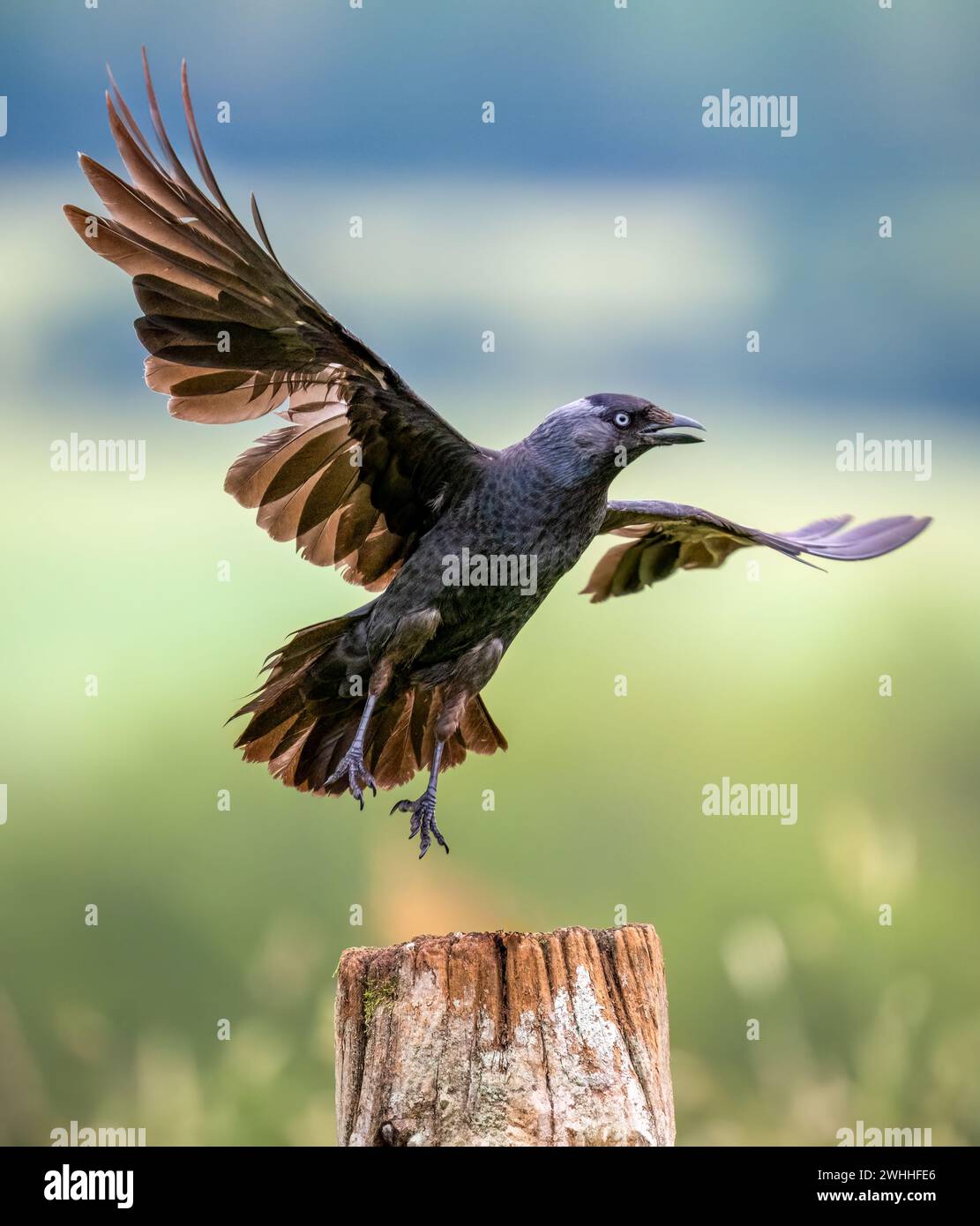 Ein Jackdaw (Corvus monedula), der von einem Holzpfosten abhebt Stockfoto
