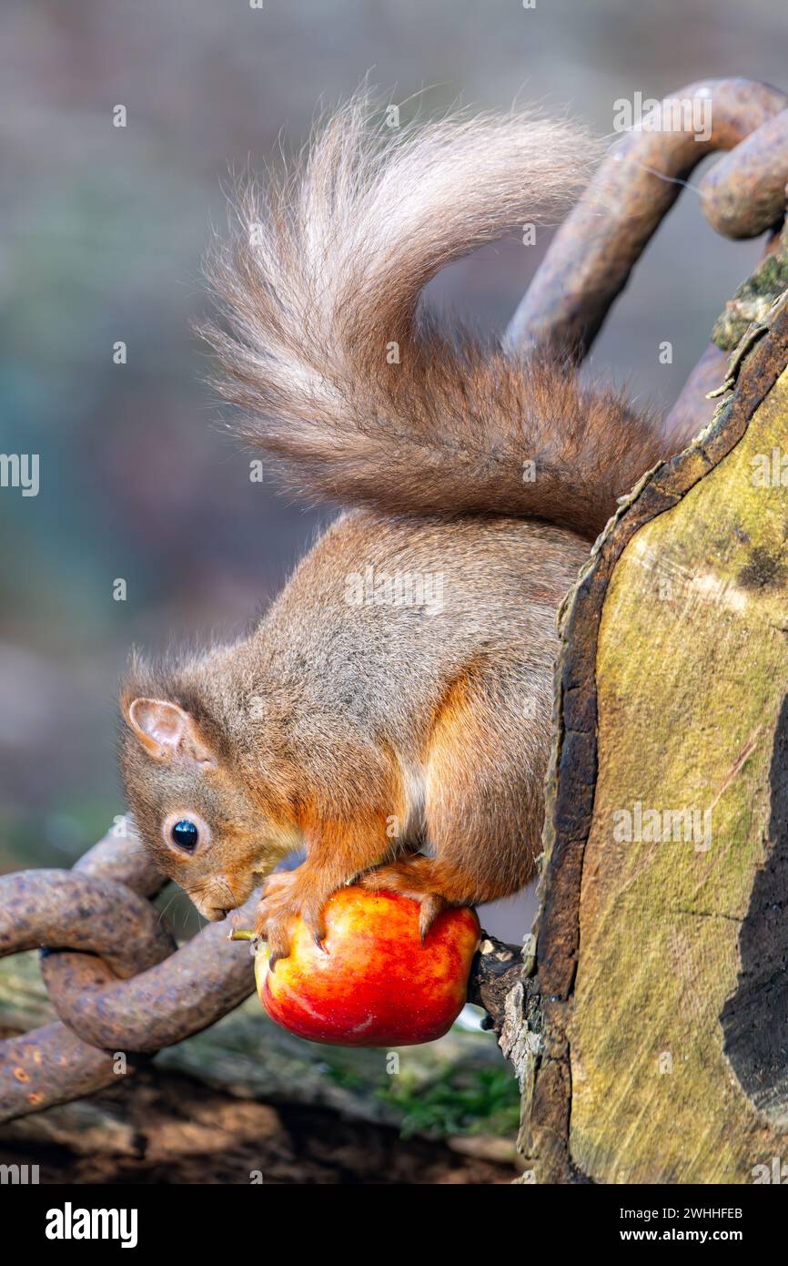 Rothörnchen (Sciurus vulgaris), Insch, Aberdeenshire, Schottland, UK Stockfoto