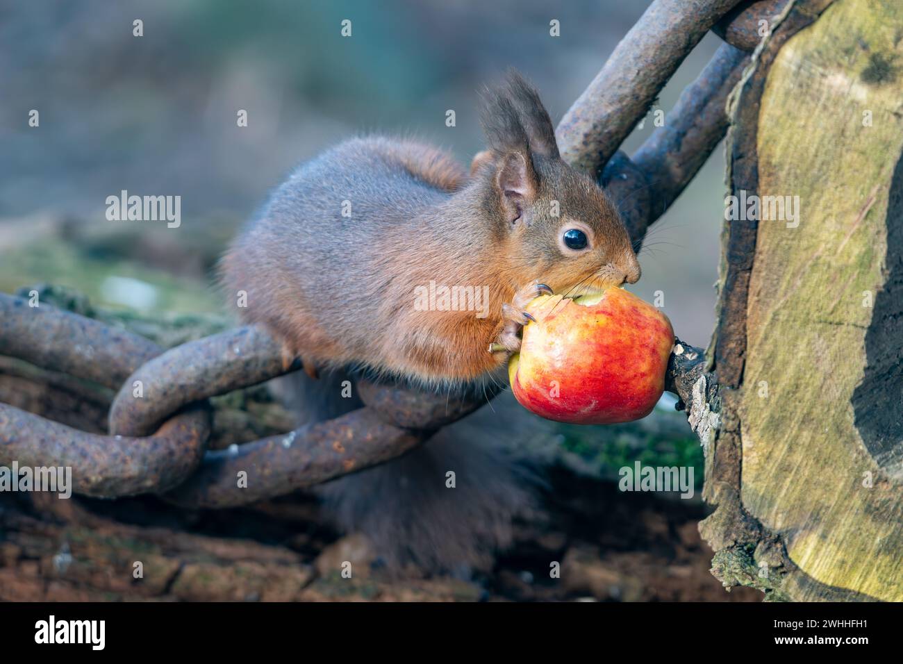 Rothörnchen (Sciurus vulgaris), Insch, Aberdeenshire, Schottland, UK Stockfoto