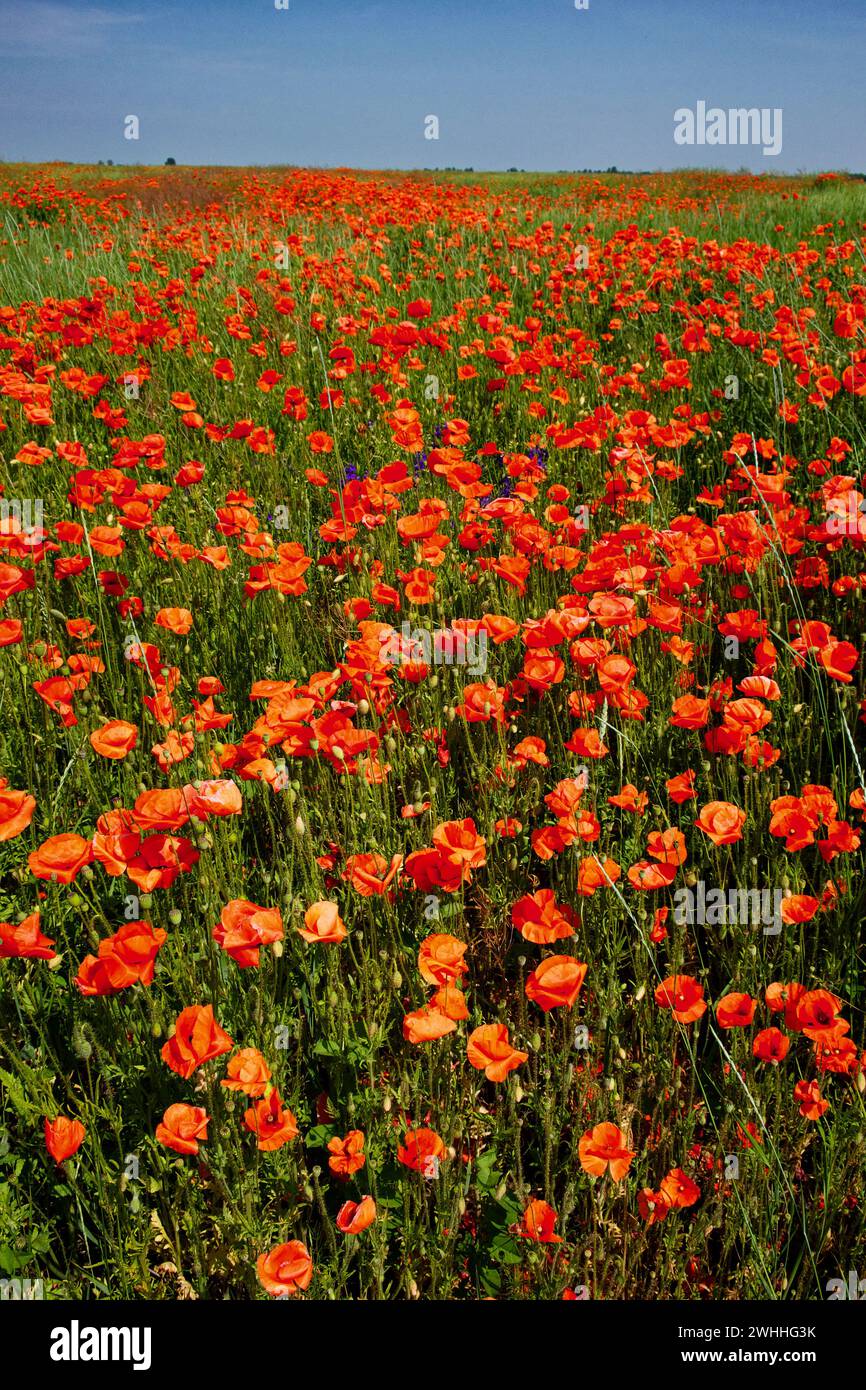 Rote Mohnblumen blühen leuchtend inmitten hoher grüner Gräser und bilden einen Kontrast zum weitläufigen blauen Himmel. Stockfoto