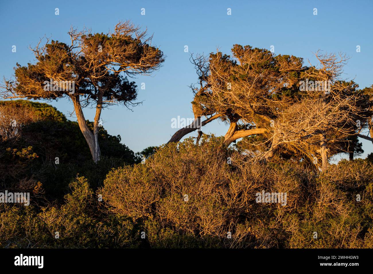 SES Salines dâ€™Eivissa i Formentera Naturpark Stockfoto