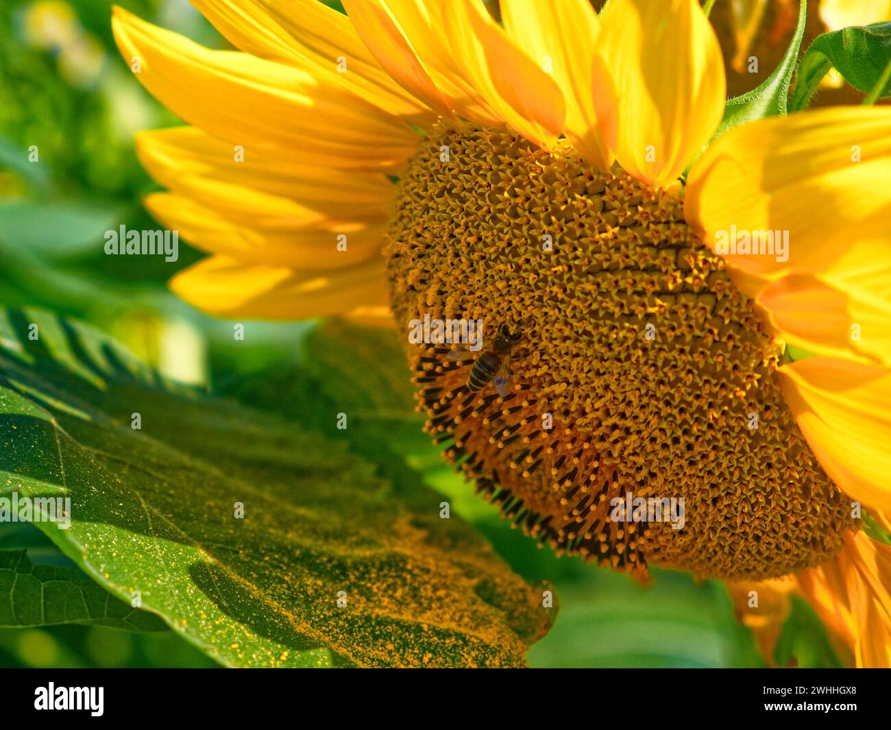 Eine Biene ist auf einer Sonnenblume und sammelt Pollen aus ihrem komplexen, mit Samen gefüllten Zentrum, umgeben von leuchtend gelben Blütenblättern. Stockfoto