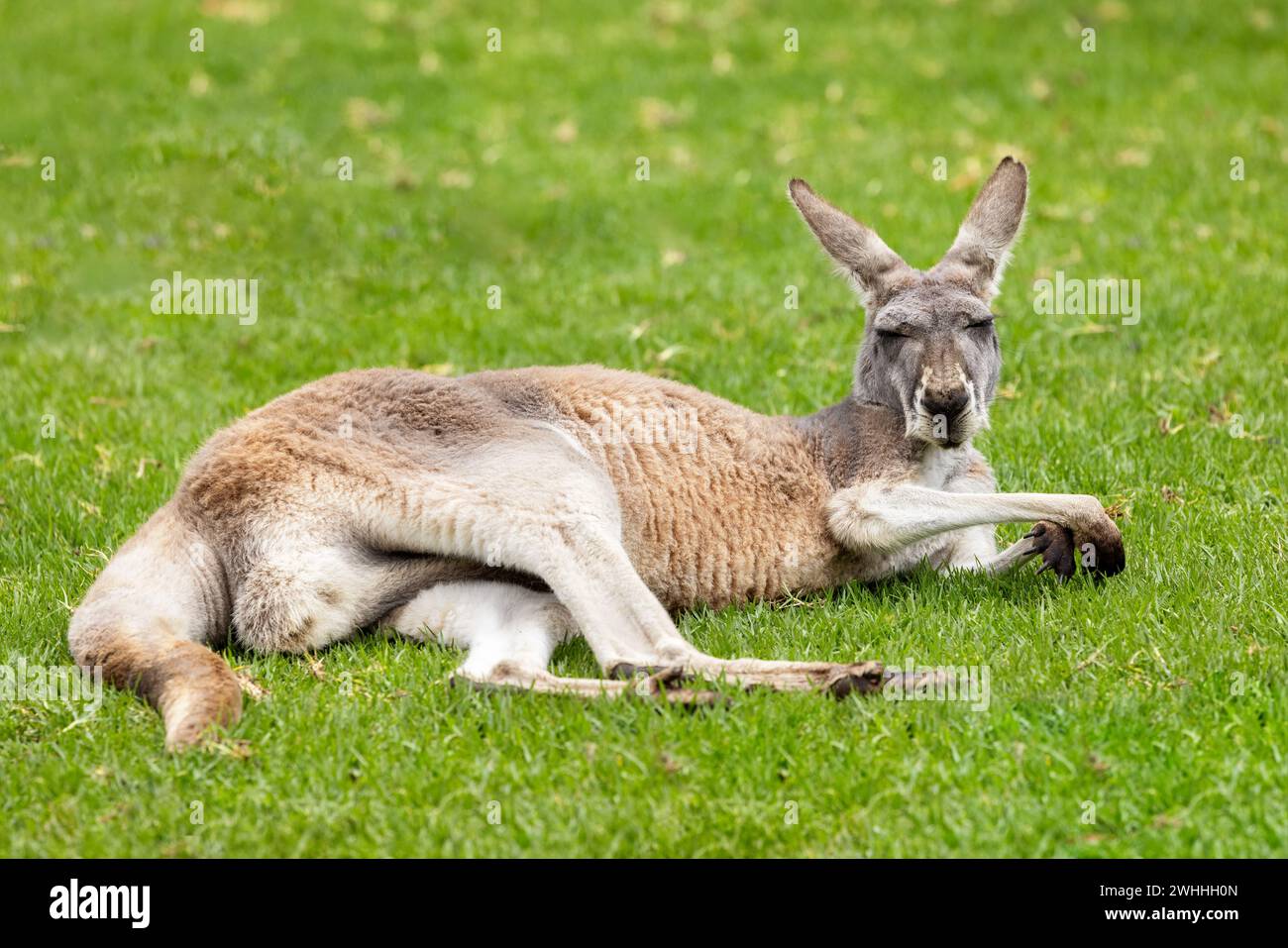 Ein Kangaroo Island Kangaroo, Macropus fuliginosus fuliginosusliginosus, eine Unterart des westlichen Grauen Kangaroo Stockfoto