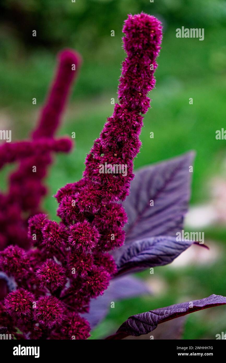 Nahaufnahme einer hellrosa, flauschigen Blume inmitten von dunklem Laub. Stockfoto