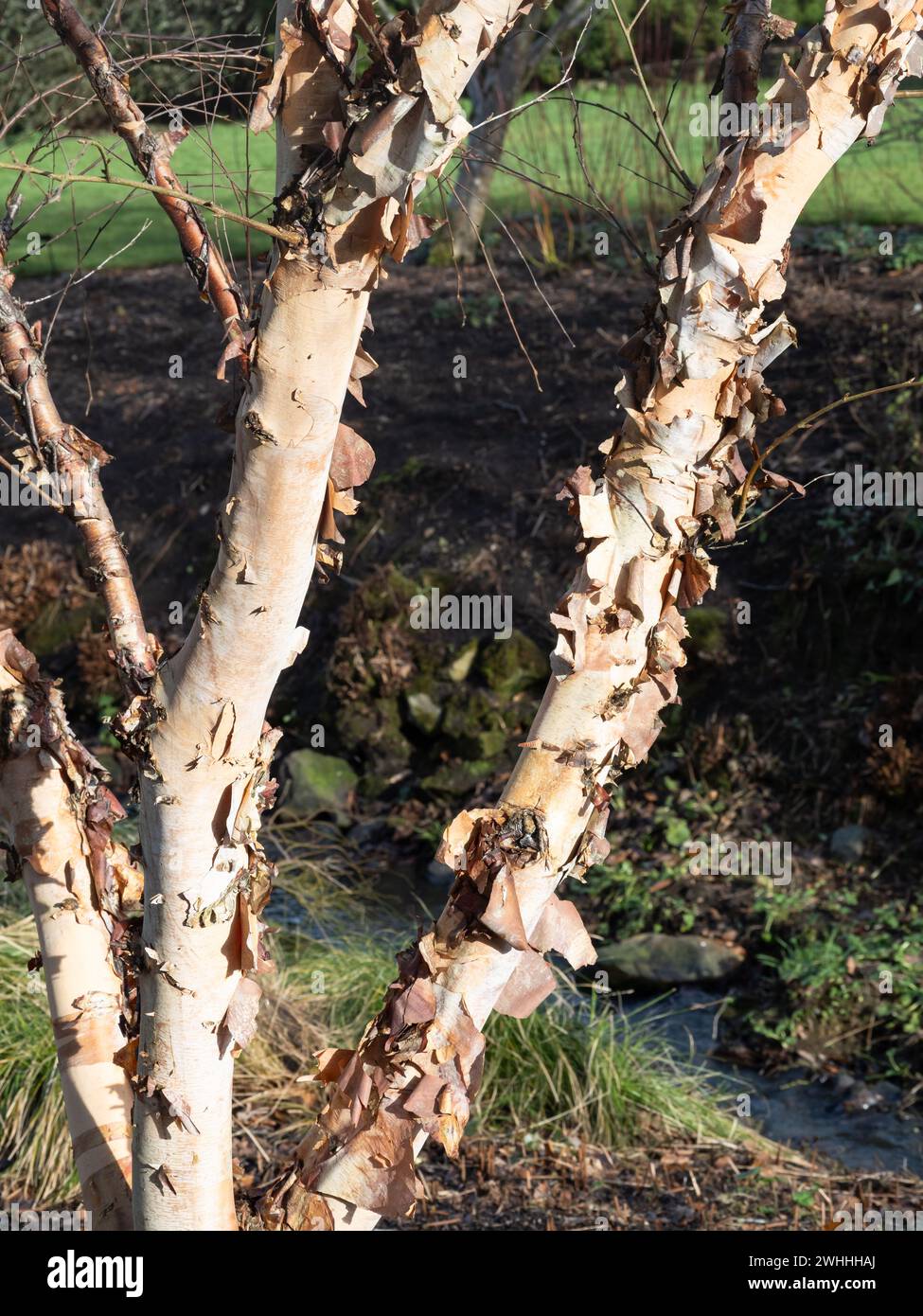 Schälrinde der Silberbirke Betula nigra Stockfoto