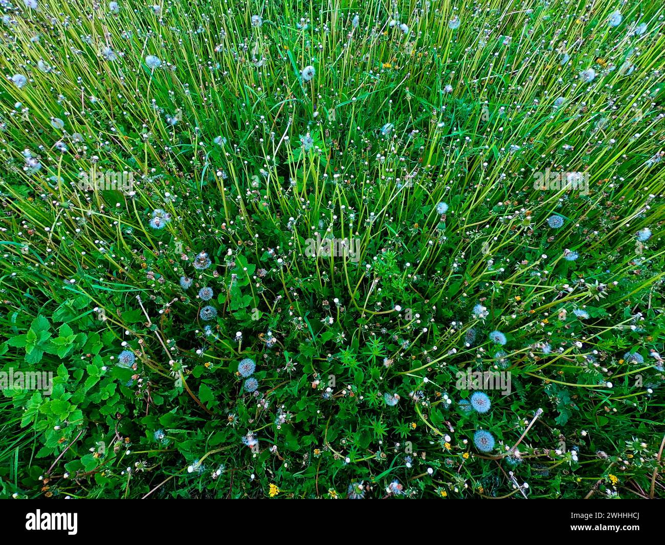 Das Bild zeigt ein üppiges grünes Feld mit verschiedenen Pflanzen, darunter hohes Gras, Löwenzahn in Blüte und Samen und Klee. Stockfoto