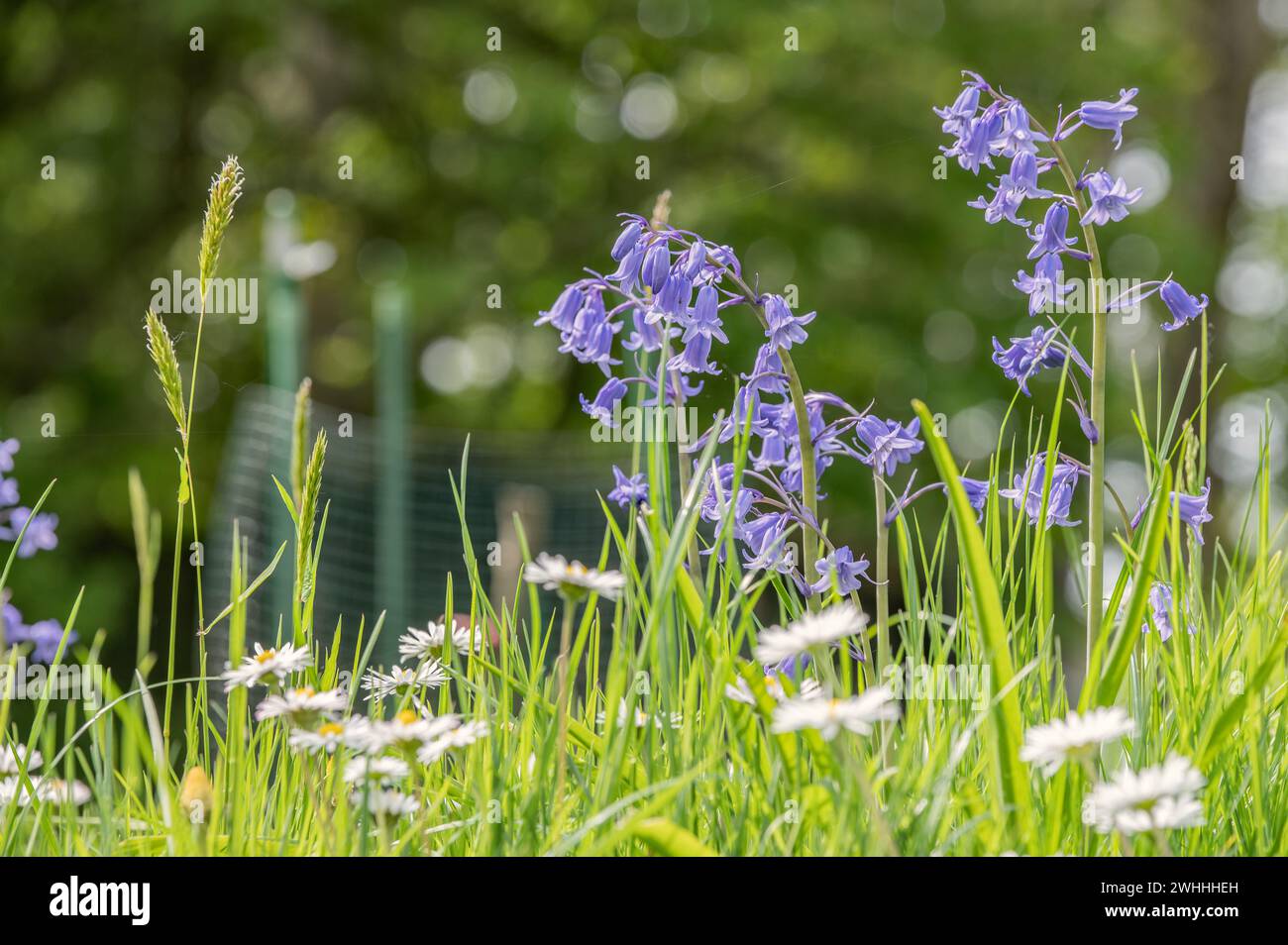 Garten Hyazinthe Stockfoto