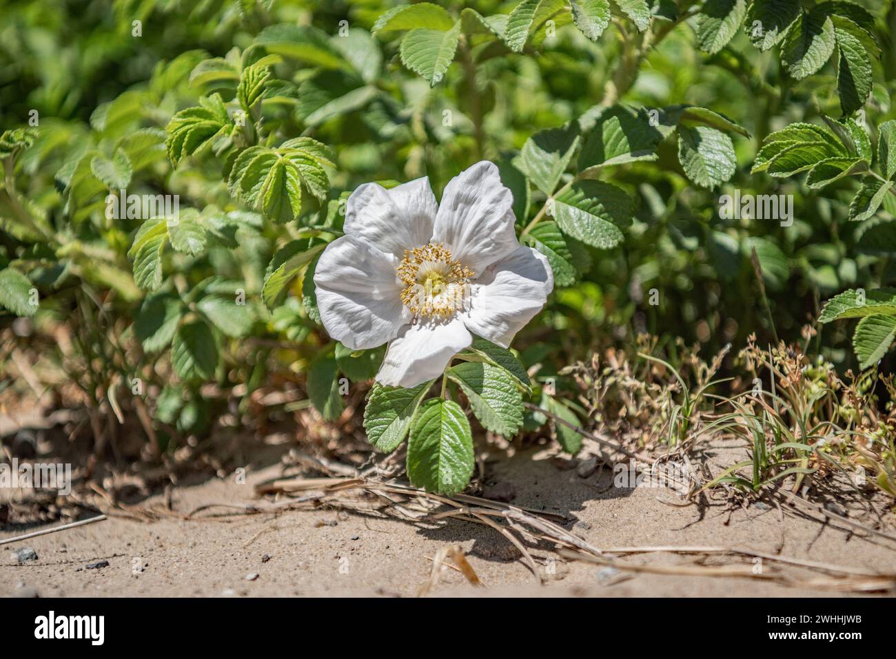 Kartoffelrose Stockfoto