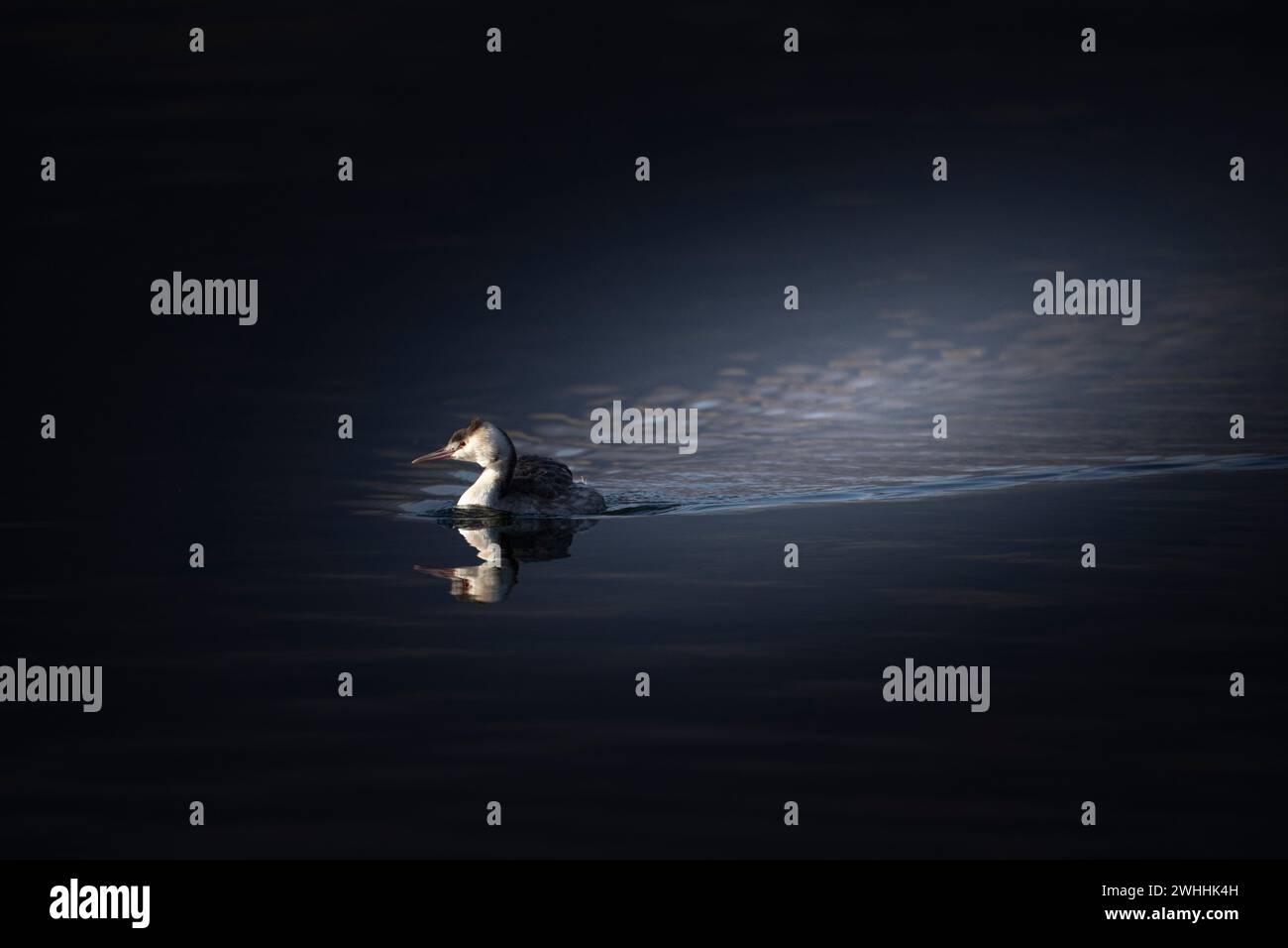 Fotografia scatta sul lago di Avigliana, ho aspettato che lo Svasso entrassenel taglio di luce Stockfoto