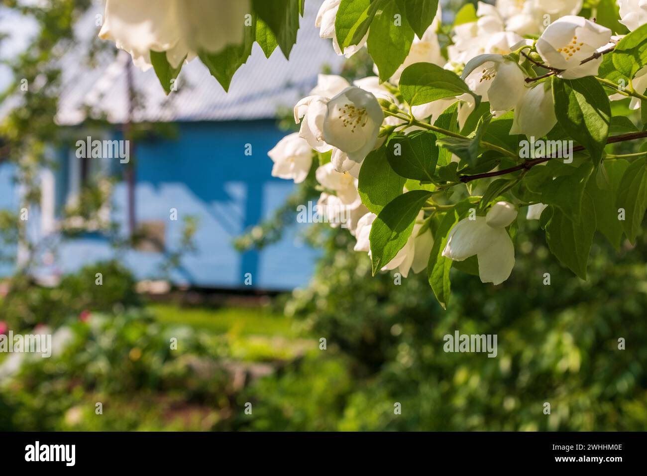 Blühender Philadelphus (Mock-orange) neben einem hellblauen Häuschen Stockfoto