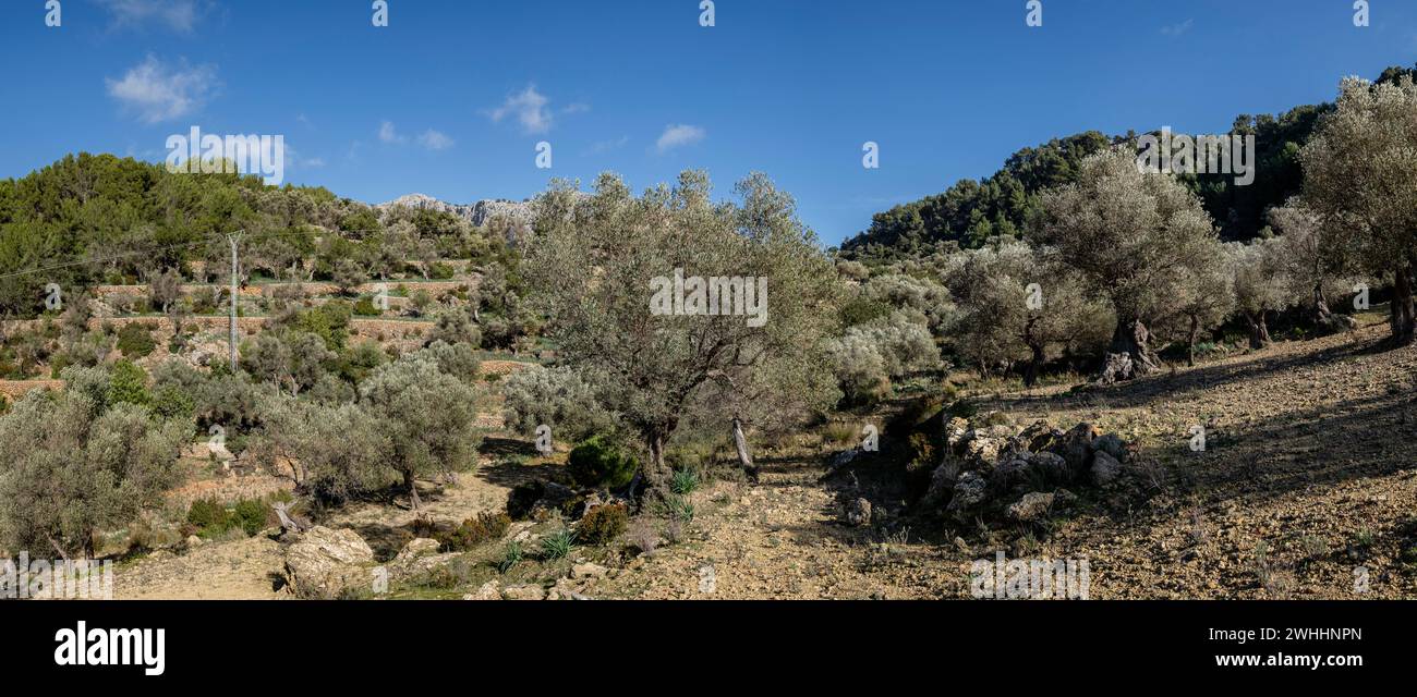 Olivar de Pastoritx Stockfoto