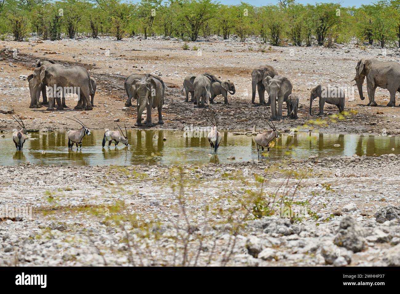 Große Herde afrikanischer Elefanten (Loxodonta africana) und Gemsbock oder Oryx (Oryx gazella) im Wasserloch, Etosha Nationalpark, Namibia, Afrika Stockfoto