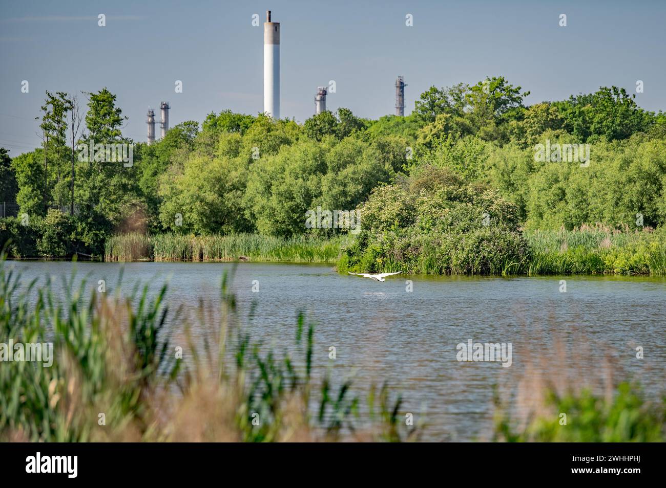 Swan im Naturpark Stockfoto