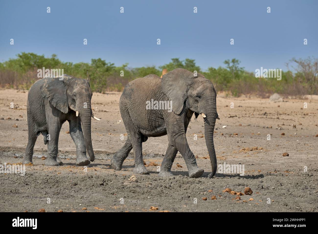 Junge afrikanische Elefanten (Loxodonta africana) kämpfen im Wasserloch im Etosha-Nationalpark, Namibia, Afrika Stockfoto