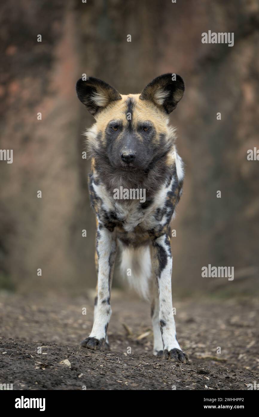 Afrikanischer Wildhund (Lycaon pictus) frontales Porträt auf felsigem Gelände Stockfoto