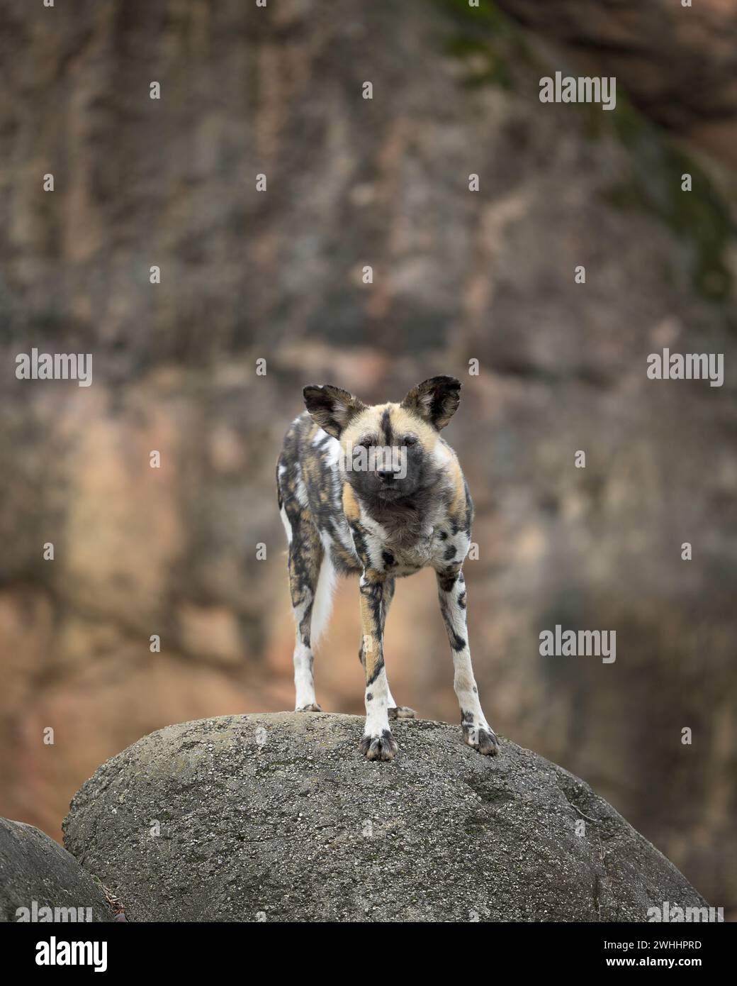 Afrikanischer Wildhund (Lycaon pictus) frontales Porträt auf felsigem Gelände Stockfoto