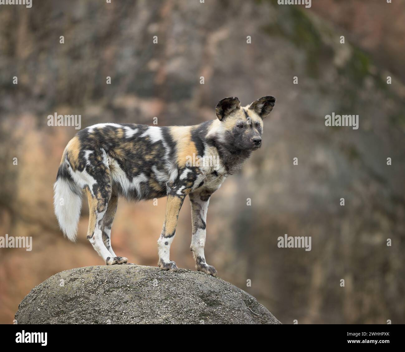 Afrikanischer Wildhund (Lycaon pictus) Ganzkörperporträt auf felsigem Gelände Stockfoto