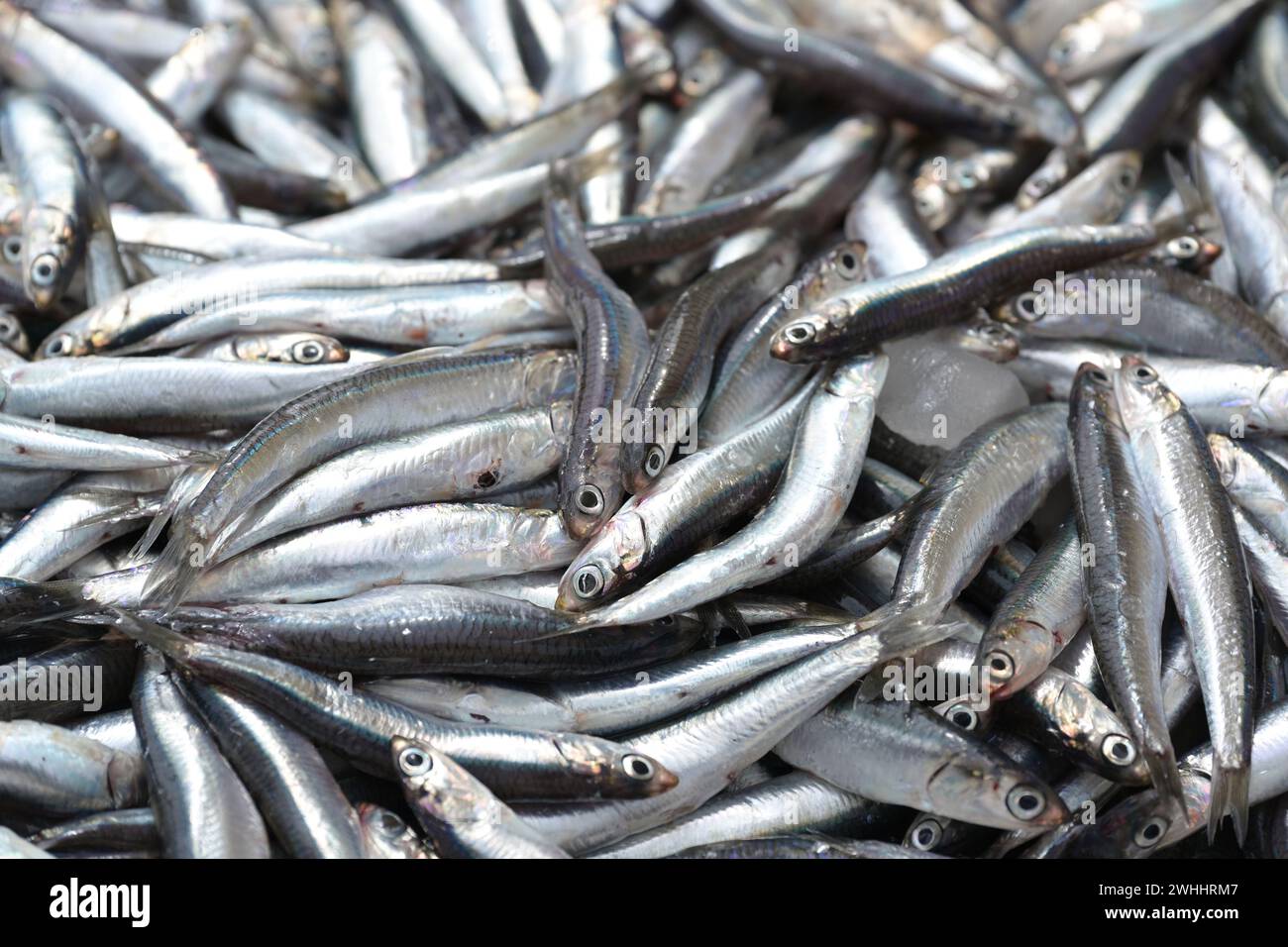 Haufen frischer mediterraner Sardinen zum Verkauf auf dem Stand eines Fischers auf dem Markt, Vollformathintergrund, ausgewählter Fokus Stockfoto