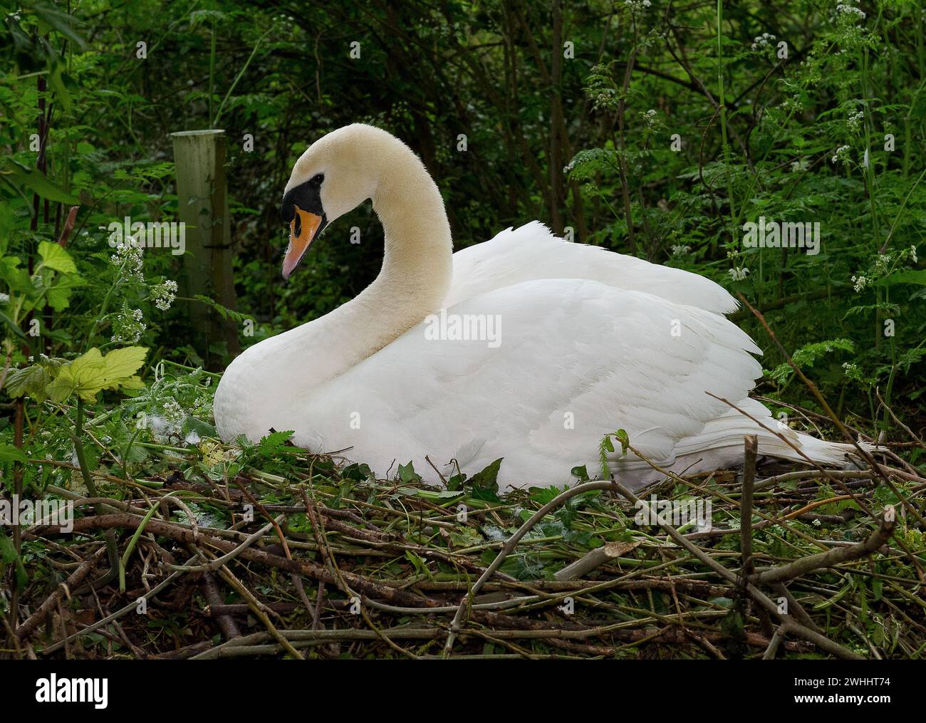 Windsor, Berkshire, Großbritannien. Mai 2012. Ein Schwan liegt auf ihren Eiern auf einem Nest in Windsor, Berkshire. Kredit: Maureen McLean/Alamy Stockfoto