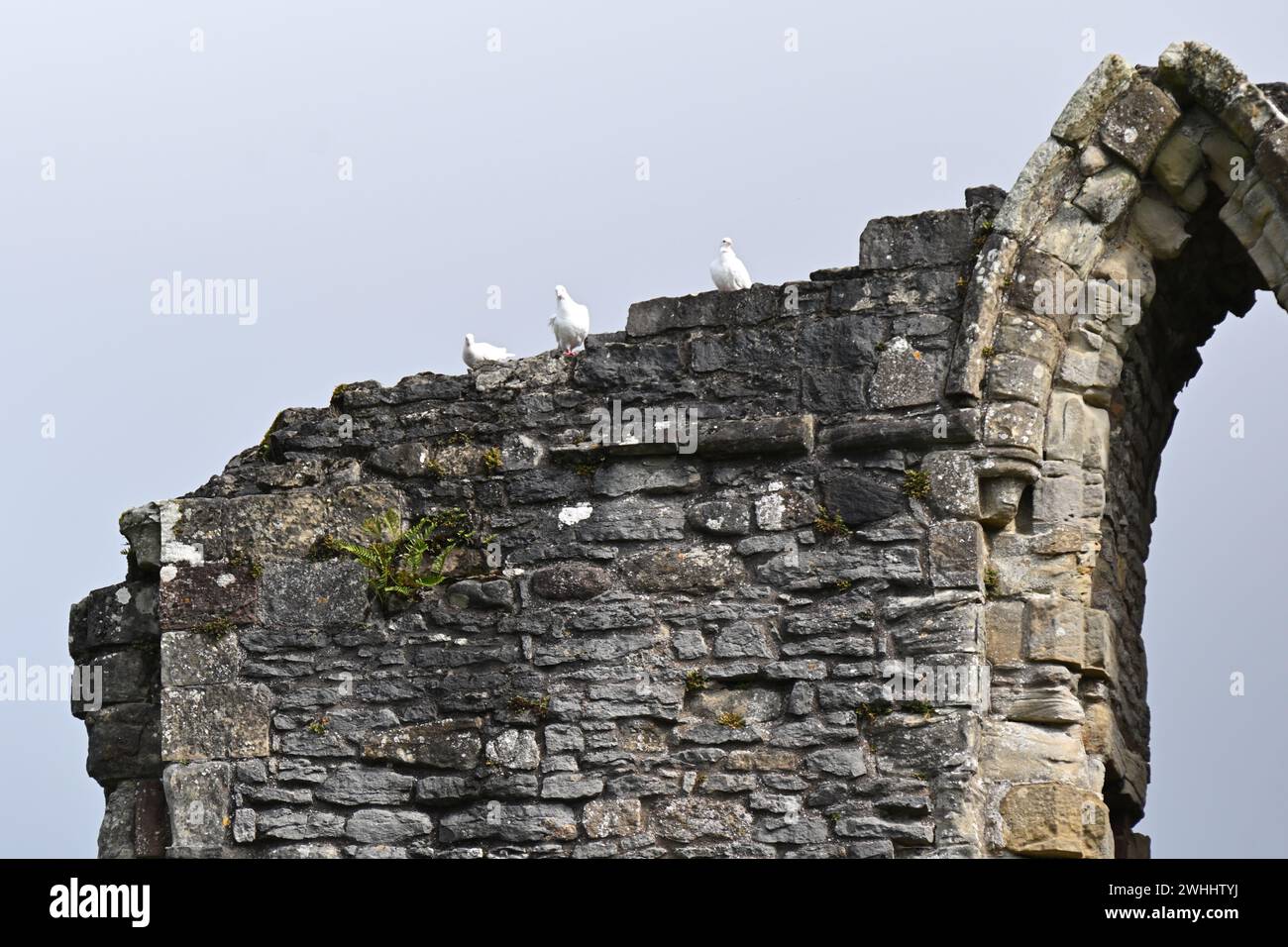 Drei weiße Tauben Wenlock, oder St. Milburga's Priory Kloster aus dem 12. Jahrhundert in Much Wenlock, Shropshire, Großbritannien September Stockfoto