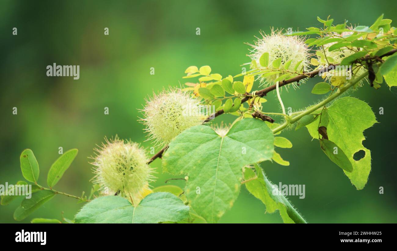 Passiflora foetida. Es wurde zur Behandlung von Juckreiz und Husten verwendet Stockfoto