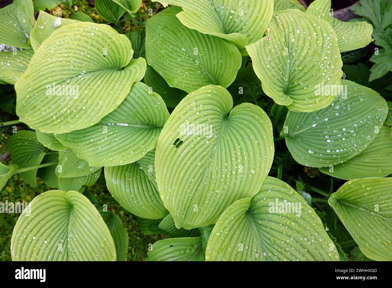 Regentropfen auf den Blättern eines Funkia (Hosta, Funkia) Stockfoto