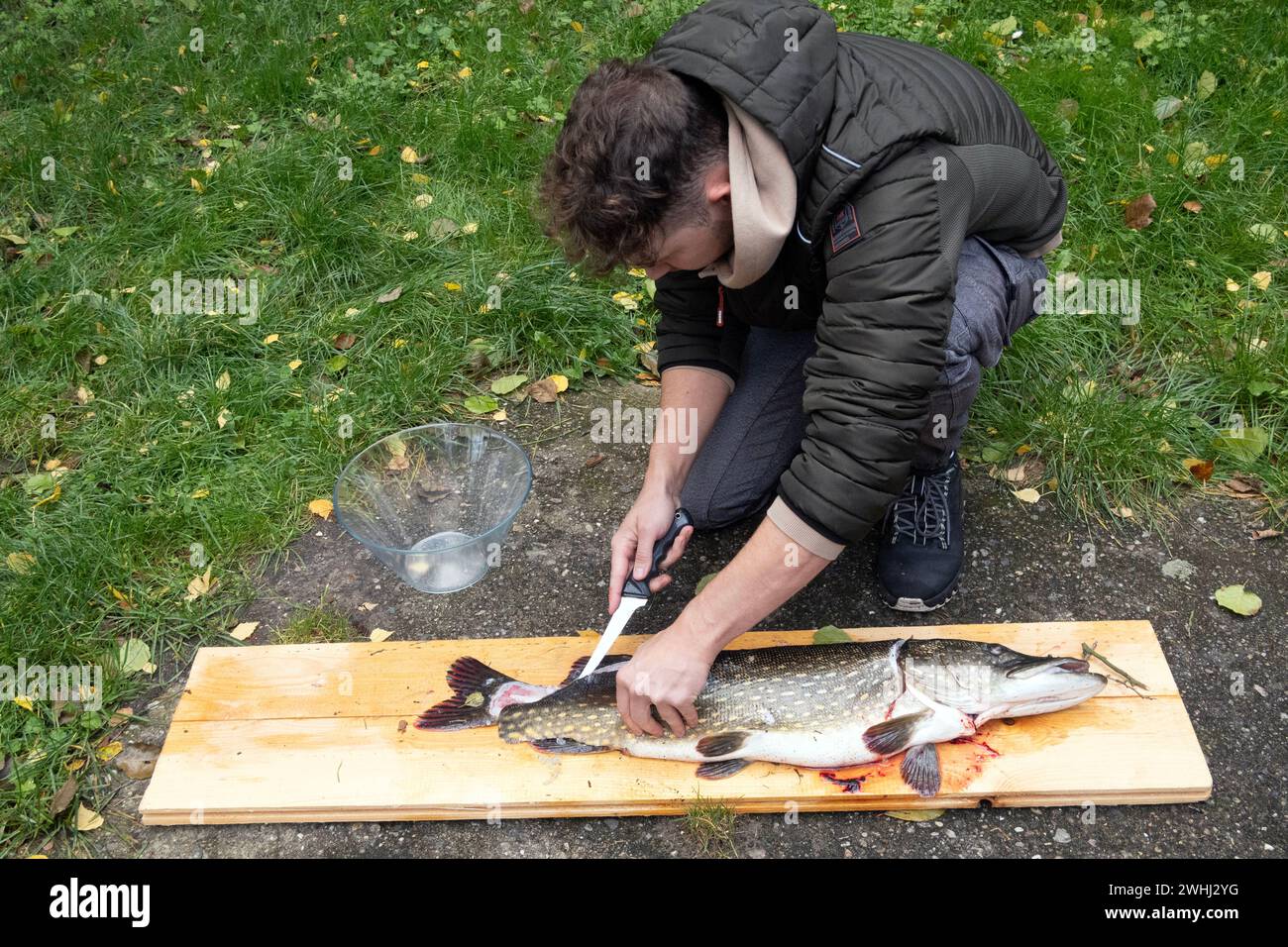 14.10.2023, Dranse, Brandenburg, DE - Jugendlicher filetiert einen Hecht. MRyes, 15-20 Jahre, Angelsport, Angler, aufschneiden, Aussen, Aussenaufnahme, Brandenburg, Deutsch, Deutschland, Dranse, Draufsicht, Europa, europaeisch, Filetieren, Fisch, Fischerei, gefangen, Gesellschaft, Hecht, Herbst, Hobbyangler, Jahreszeit, Jugendlicher, Kaukasier, Kaukasisch, Mensch, Messer, Person, QF, Querformat, Speisefisch, Teenager, Vogelperspektive, Westeuropa 231014D005DRANSE.JPG *** 14 10 2023, Dranse, Brandenburg, DE Teenager filetiert einen Hecht MR. yes, 15 20 Jahre, Angeln, Angler, Schnitt, außen, außen Stockfoto