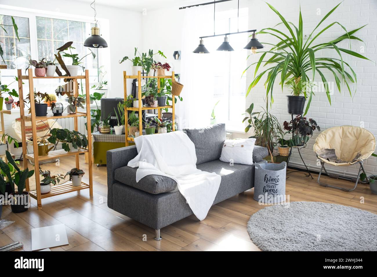 Regale mit einer Gruppe von Zimmerpflanzen im Innenraum weißes Loft, graues Sofa, gemütliches Karo, Teppich. Zimmerpflanzenanbau und ca. Stockfoto