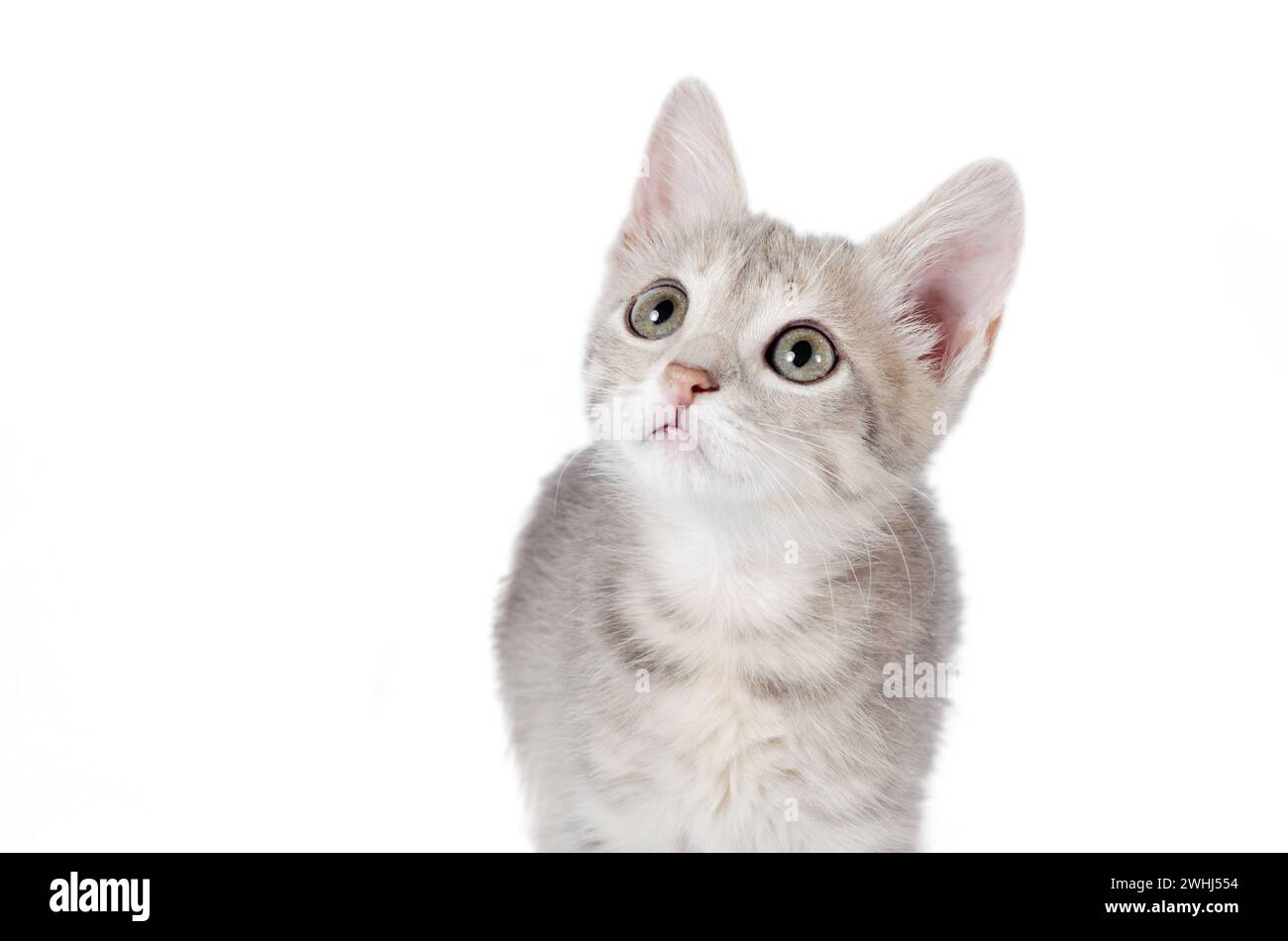 Tabby Kätzchen, die neugierig auf weißem Hintergrund aufschauen Stockfoto