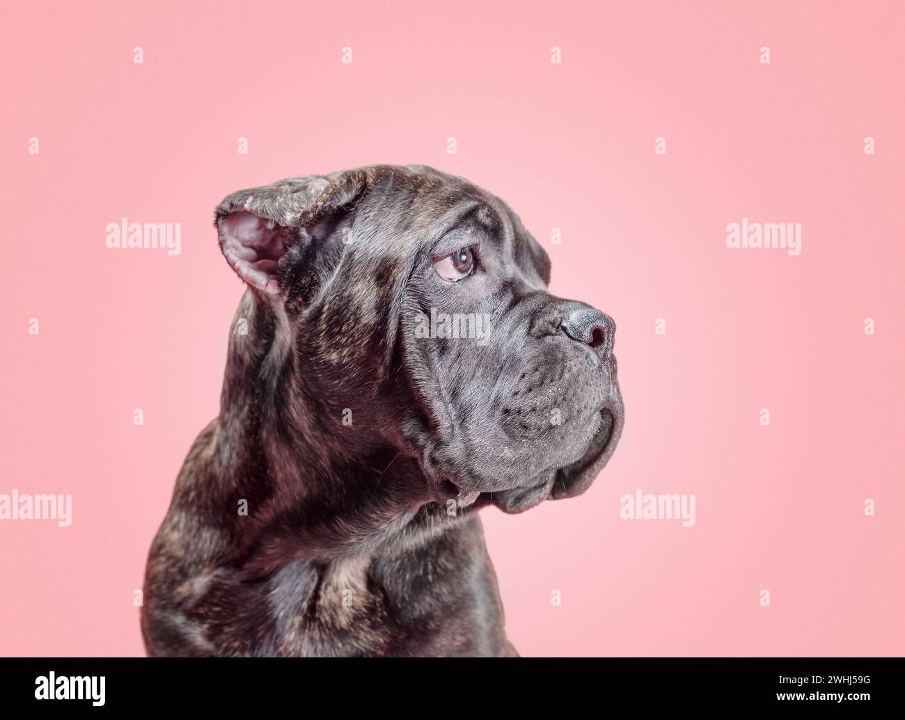 Ein corso-Welpe auf farbigem Hintergrund Stockfoto