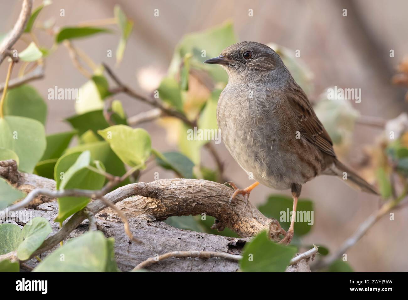 Der Dunnnock (Prunella modularis), ein kleiner Passerinvogel. Stockfoto