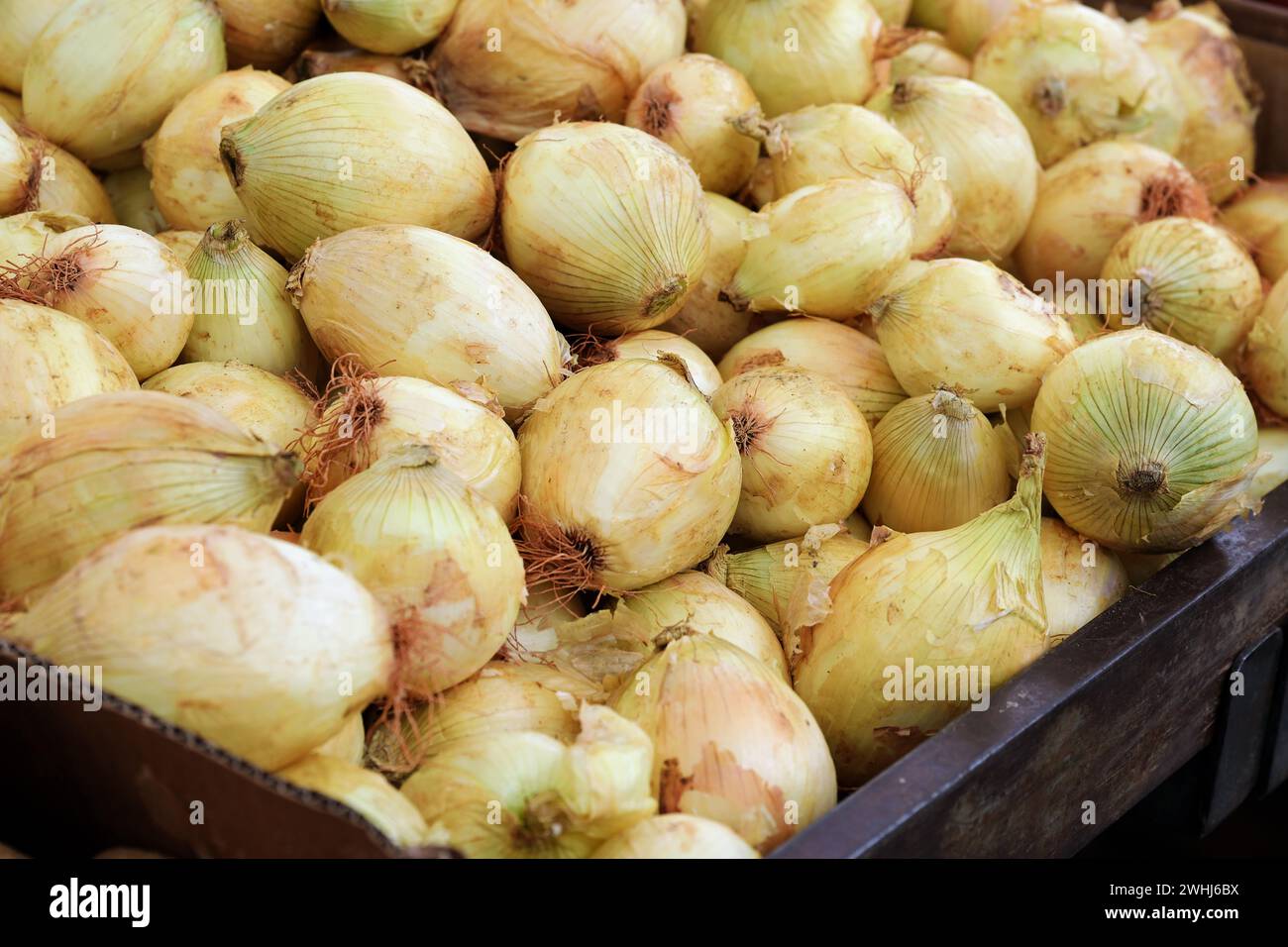 Zwiebelhaufen in einem Behälter zum Verkauf auf dem Markt, geerntet von einem ökologischen Landwirtschaftsbetrieb, Kopierraum, ausgewählter Fokus Stockfoto
