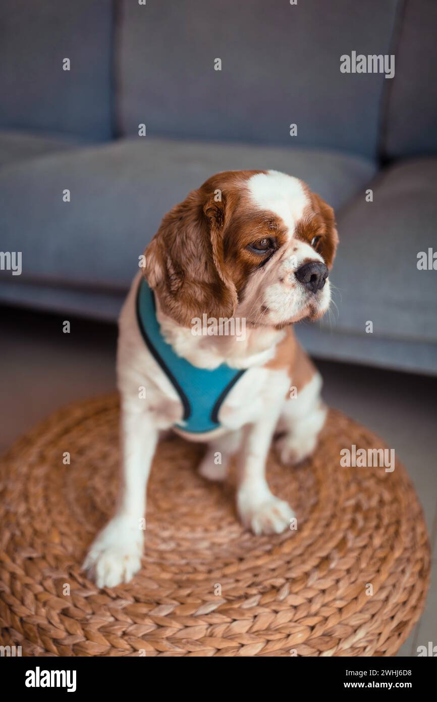 Der süße Kavalier-König charles Spaniel-Hund sitzt auf dem Boden Stockfoto