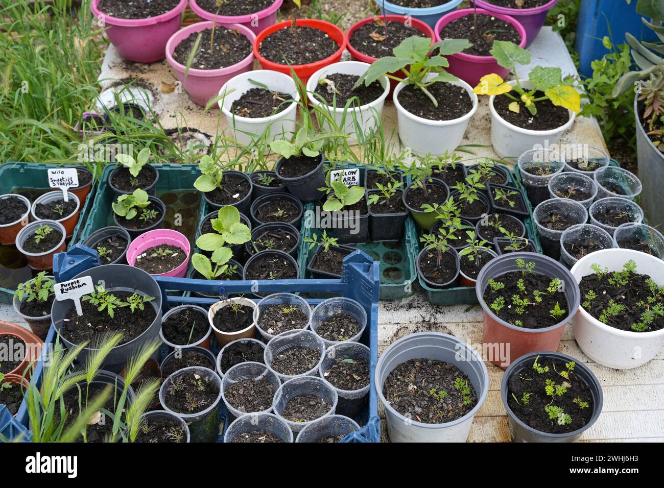 Hausgemachte Setzlinge verschiedener Kräuter und Gemüse in kleinen Pflanztöpfen, Gartenarbeit für gesunde Ernährung, ausgewählter Fokus Stockfoto