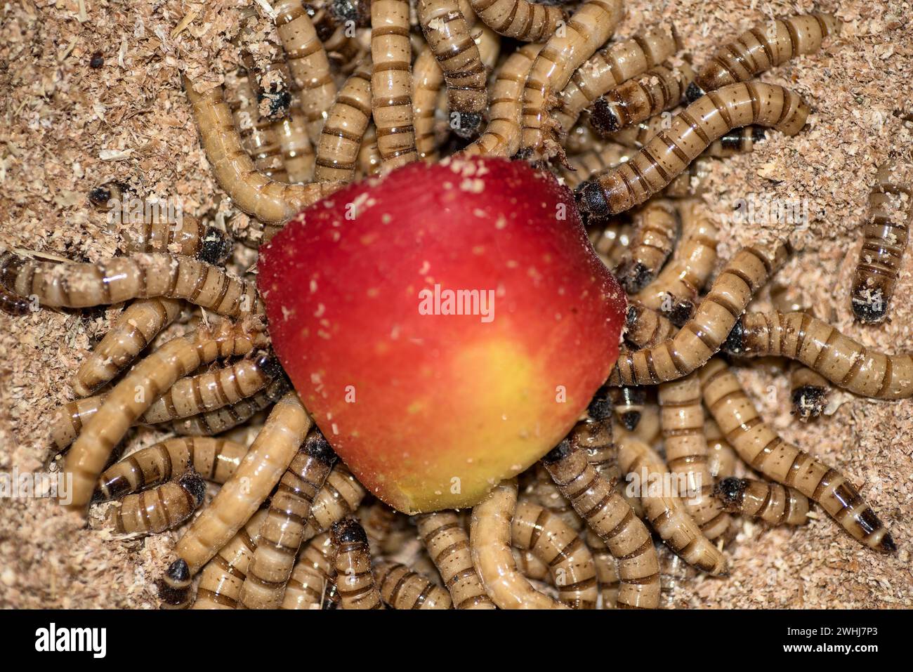 Zofobas Larven Würmer essen einen roten Apfel Stockfoto