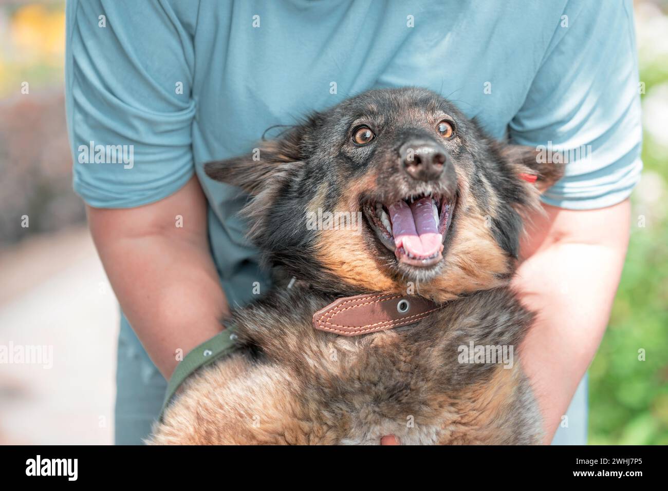 Eine Frau in blauer Kleidung umarmt einen Mischlingshund mit rotem Clip im Ohr Stockfoto