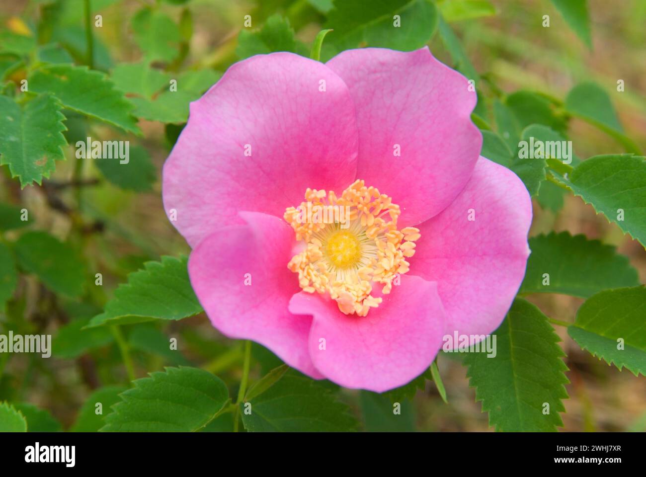 Wild rose entlang Jack Creek, Deschutes National Forest, Oregon Stockfoto