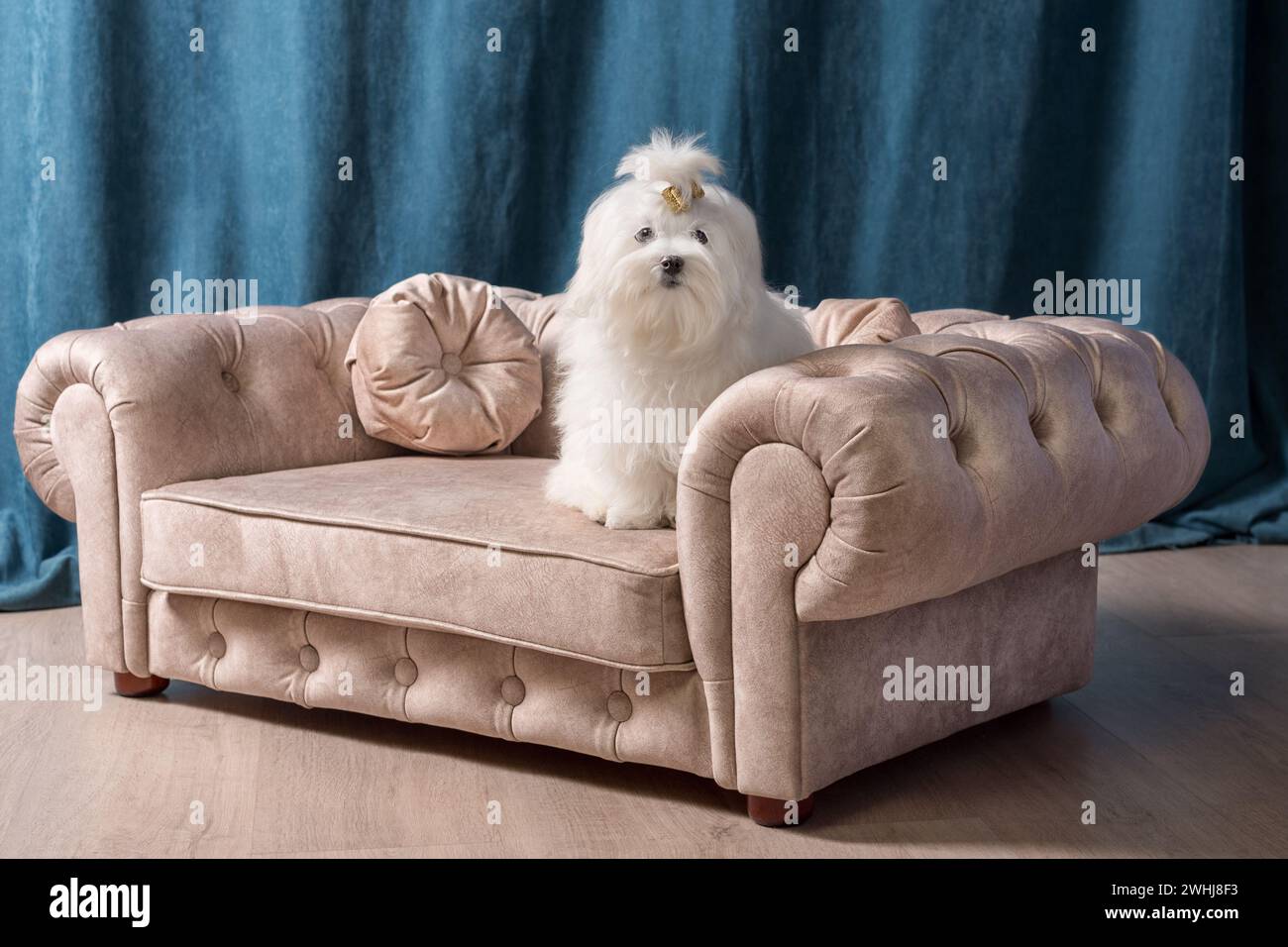 Weißer maltesischer Hund auf einem kleinen beigefarbenen Sofa vor dunkelblauen Vorhängen Stockfoto