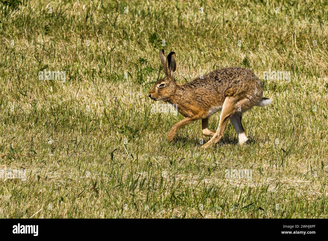 Europäischer Hase auf der Flucht im Sommer Stockfoto