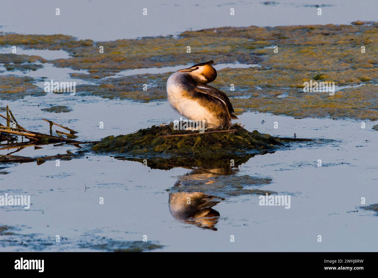 Große Haubenschnuppe, die in der Abendsonne nistet Stockfoto