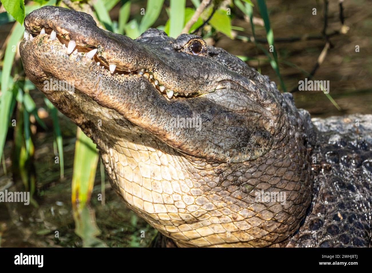 Amerikanischer Alligator (Alligator mississippiensis), der seinen Kopf beim Bellen im Zoologischen Park der St. Augustine Alligator Farm in St. Augustine, FL, hebt. Stockfoto