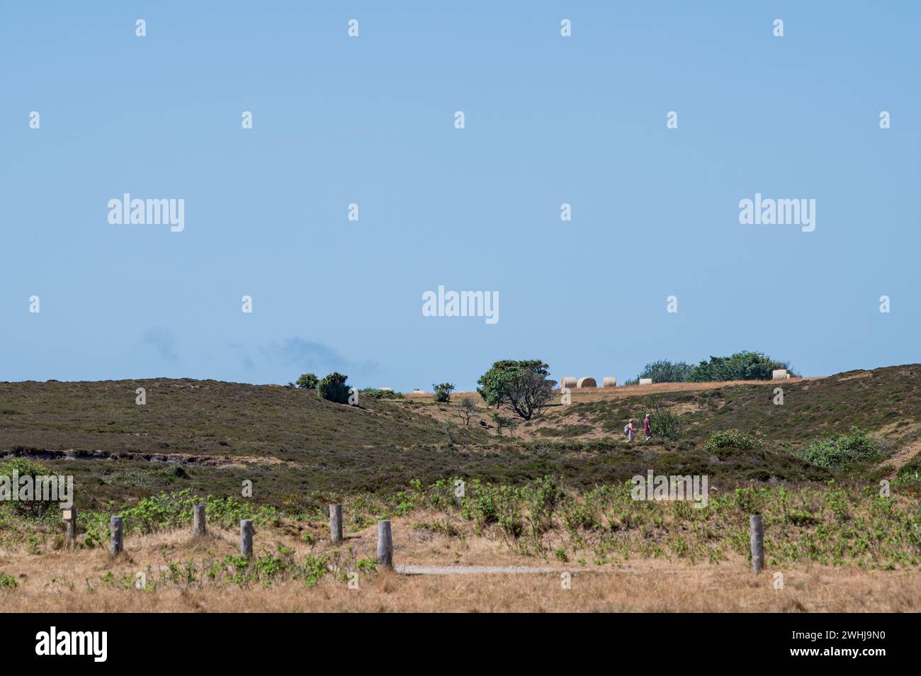 Heide Landschaft Stockfoto